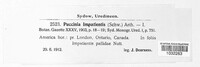 Puccinia impatientis image